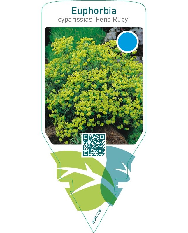 Euphorbia cyparissias ‘Fens Ruby’