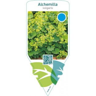 Alchemilla vulgaris