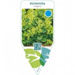 Alchemilla vulgaris