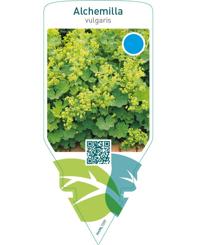 Alchemilla vulgaris