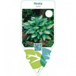 Hosta ‘June’