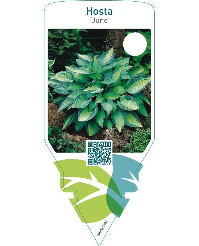 Hosta ‘June’