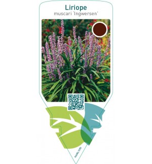 Liriope muscari ‘Ingwersen’