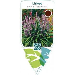 Liriope muscari ‘Ingwersen’