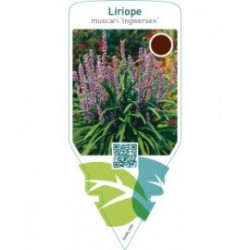 Liriope muscari ‘Ingwersen’