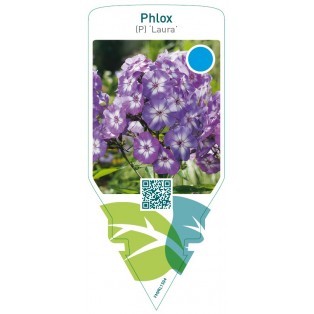 Phlox (P) ‘Laura’