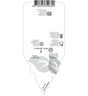 Etichette di Phlox (P) ‘Laura’ *