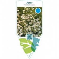 Aster pringlei ‘Monte Cassino’