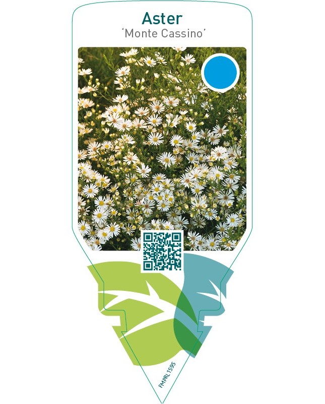 Aster pringlei ‘Monte Cassino’
