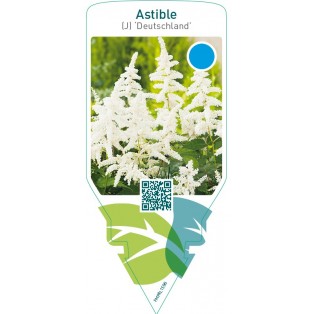 Astible (J) ‘Deutschland’