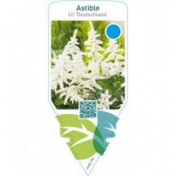 Astible (J) ‘Deutschland’