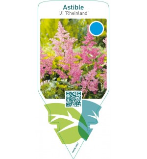 Astible (J) ‘Rheinland’