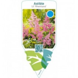 Astible (J) ‘Rheinland’