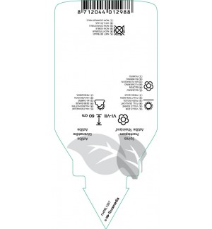 Etichette di Astible (J) ‘Rheinland’ *