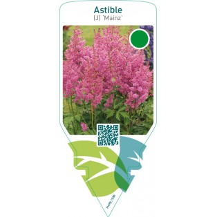 Astible (J) ‘Mainz’