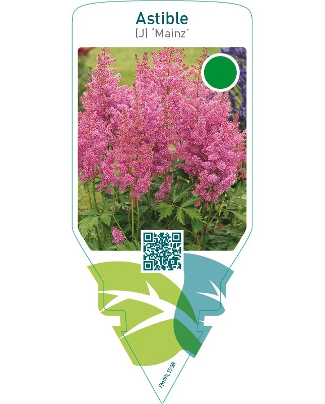 Astible (J) ‘Mainz’