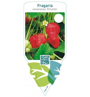 Fragaria ‘Elsanta’  late