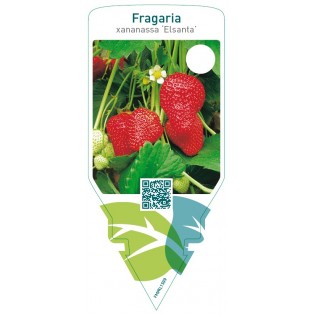 Fragaria ‘Elsanta’  late