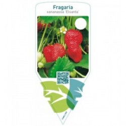Fragaria ‘Elsanta’  late