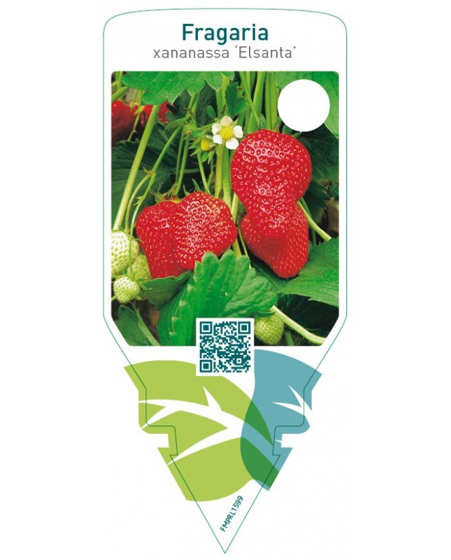 Fragaria ‘Elsanta’  late