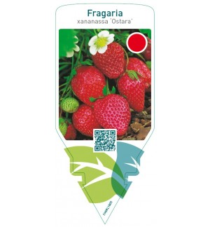 Fragaria ‘Ostara’