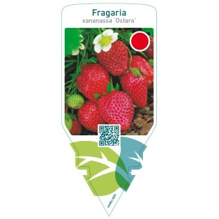 Fragaria ‘Ostara’