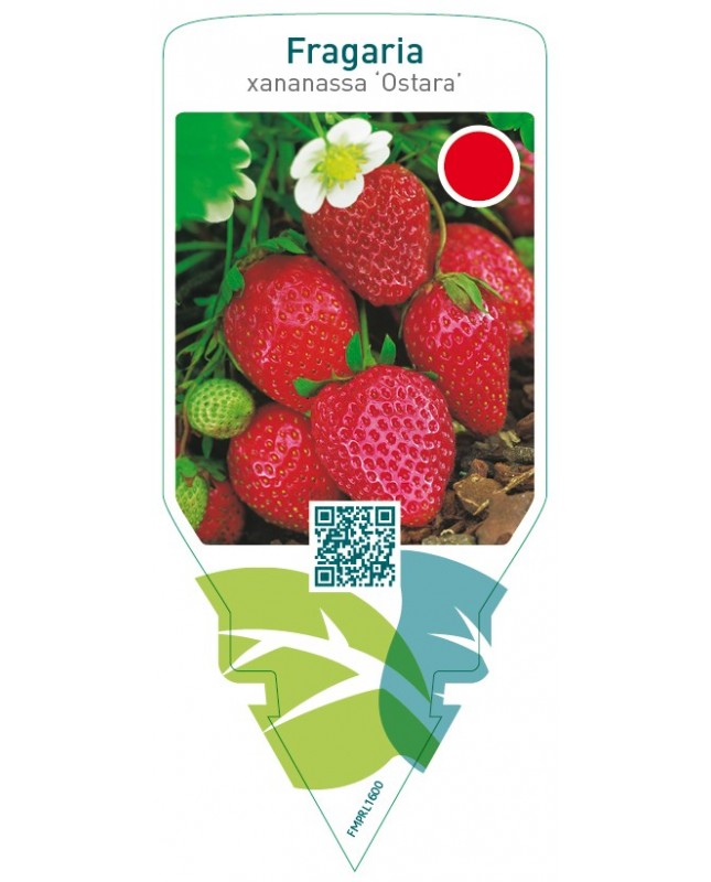 Fragaria ‘Ostara’