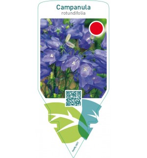 Campanula rotundifolia  blue