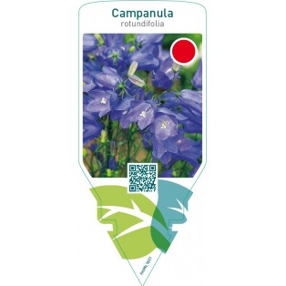 Campanula rotundifolia  blue