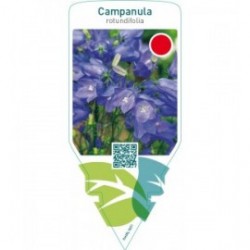 Campanula rotundifolia  blue