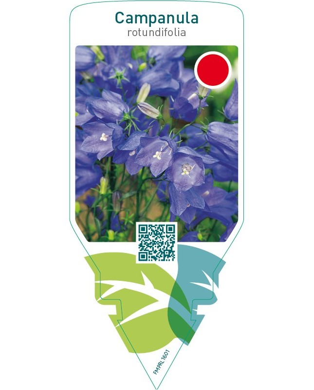 Campanula rotundifolia  blue