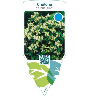 Chelone obliqua ‘Alba’