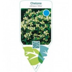 Chelone obliqua ‘Alba’