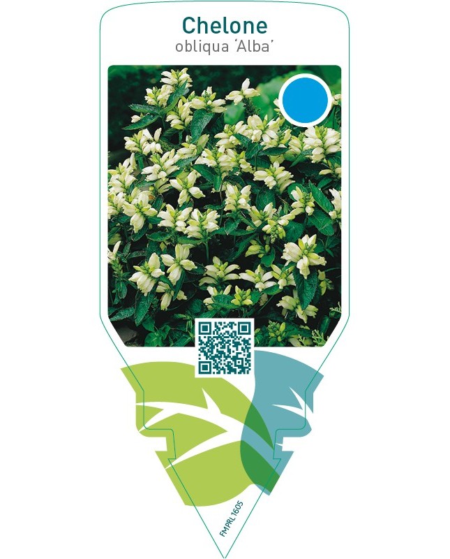 Chelone obliqua ‘Alba’