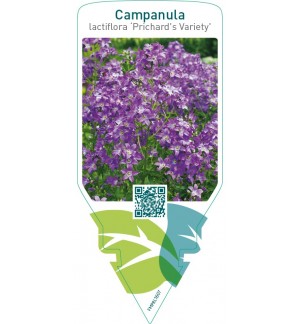 Campanula lactiflora ‘Prichard’s Variety’