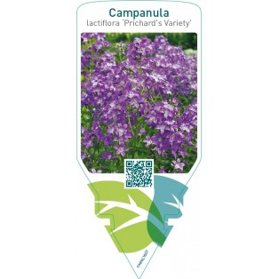 Campanula lactiflora ‘Prichard’s Variety’
