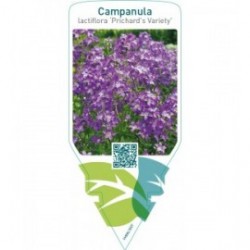 Campanula lactiflora ‘Prichard’s Variety’