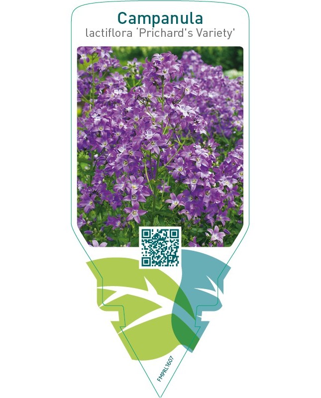 Campanula lactiflora ‘Prichard’s Variety’