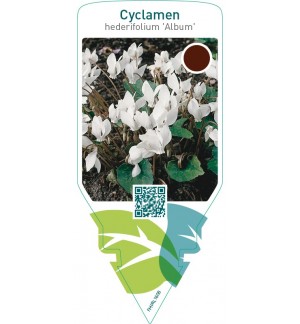 Cyclamen hederifolium ‘Album’