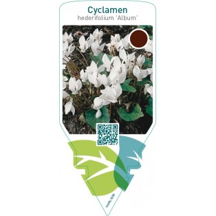 Cyclamen hederifolium ‘Album’