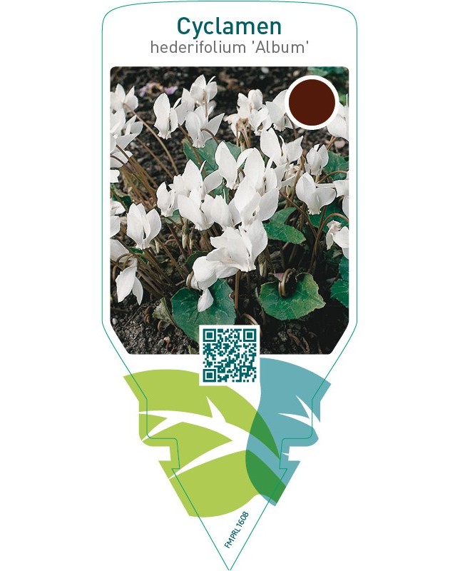 Cyclamen hederifolium ‘Album’