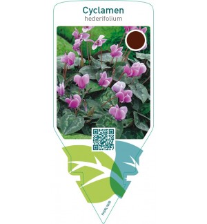 Cyclamen hederifolium