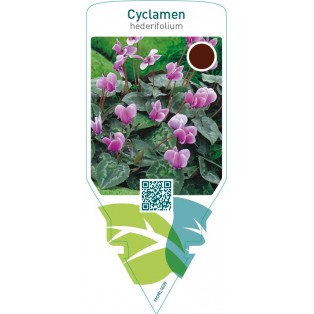 Cyclamen hederifolium