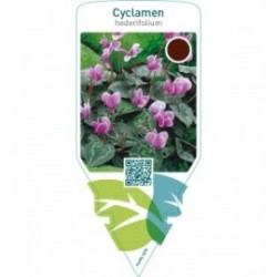 Cyclamen hederifolium