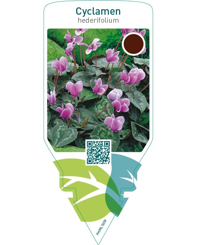 Cyclamen hederifolium