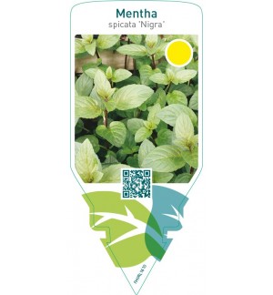 Mentha piperita ‘Nigra’