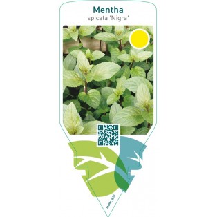Mentha piperita ‘Nigra’