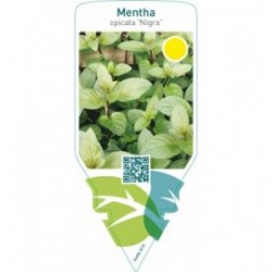 Mentha piperita ‘Nigra’