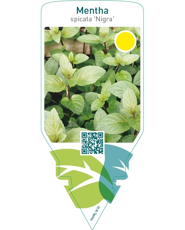 Mentha piperita ‘Nigra’