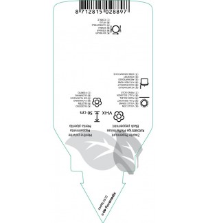Etichette di Mentha piperita ‘Nigra’ *